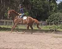 dappled-dutch-warmblood-horse