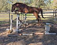 dressage-dutch-warmblood-horse