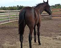st-appaloosa-horse