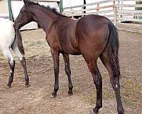 none-horse