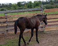 black-none-horse