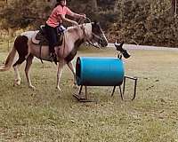 paint-mare