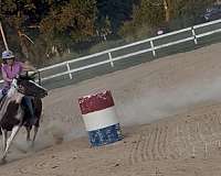 paint-horse-for-sale