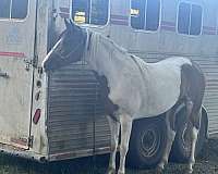 paint-horse