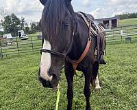 started-under-saddle-shire-thoroughbred-horse