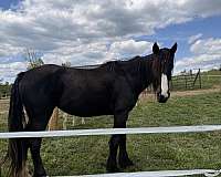 trail-shire-thoroughbred-horse