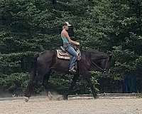 lesson-shire-thoroughbred-horse