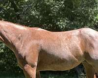 red-roan-star-horse