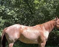 star-horse