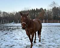 all-around-quarter-horse