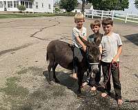chocolate-nice-cross-donkey