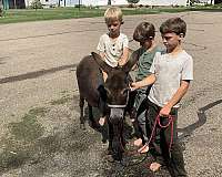 chocolate-all-around-donkey