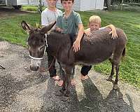 chocolate-breeding-donkey