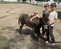 chocolate-kid-safe-donkey