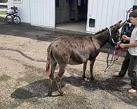 chocolate-lesson-donkey