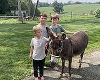 chocolate-parade-donkey