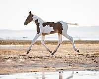 arabian-oldenburg-horse