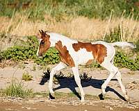 arabian-mare-oldenburg-horse