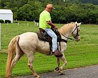 mcnatt-farm-tennessee-walking-horse