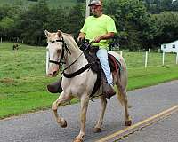 horse-for-sael-tennessee-walking