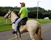 husband-hore-tennessee-walking-horse