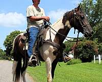 husband-hore-horse