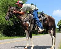 mt-horse