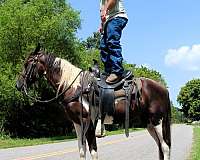 spotrt-horse