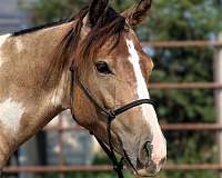 tobiano-horse