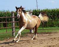 grey-tobiano-horse