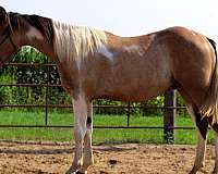 athletic-paint-horse