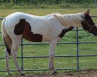 bay-tobiano-horse