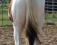 athletic-paint-horse