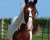 tobiano-horse
