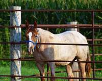 red-roan-1-stocking-horse