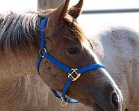 red-roan-1-sock-horse