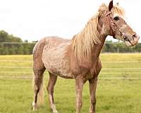 welsh-pony-crossbred