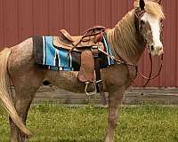 welsh-crossbred-pony