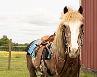 trail-ridding-crossbred-pony