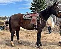 standardbred-gelding