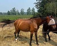 standardbred-horse-for-sale