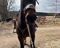 standardbred-horse