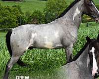 experienced-american-gaited-horse