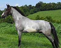 around-american-gaited-horse
