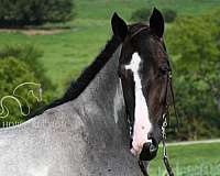 attention-american-gaited-horse