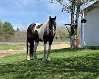 beginner-quarter-horse