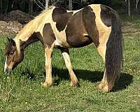 athletic-quarter-horse