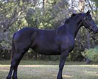 minnesota-friesian-horse