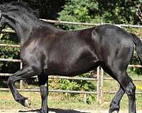 minnesota-filly