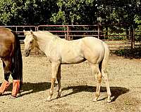 foundation-colt-filly